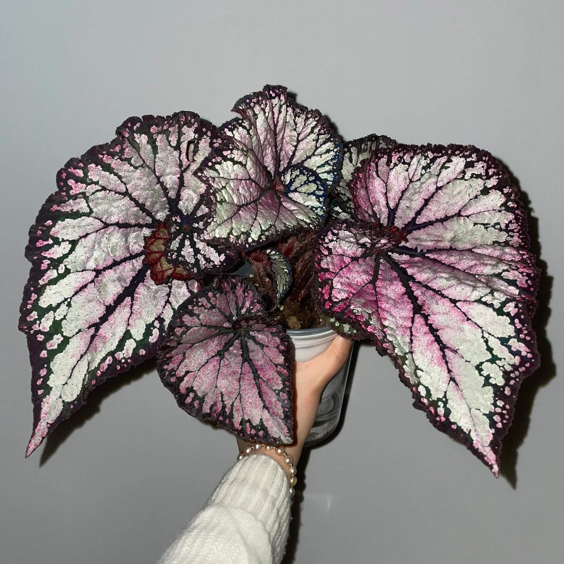 Begonia ‘Butterfly Wings’ is a dazzling hybrid begonia celebrated for its iridescent, rainbow-like foliage. The broad, asymmetrical leaves shimmer with layers of silver, pink, and violet hues, accentuated by deep, dark veins that fan out elegantly from the center. Under varying light, the surface reflects subtle metallic tones, giving the plant a luminous, almost ethereal appearance—much like the wings of a butterfly.