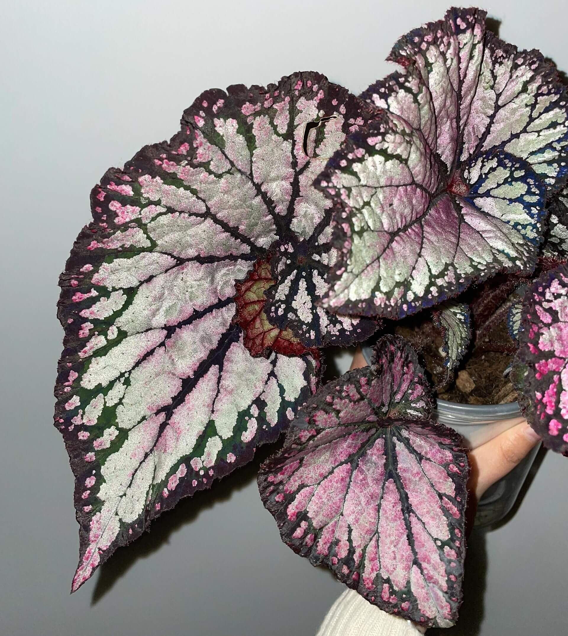 Begonia ‘Butterfly Wings’ is a dazzling hybrid begonia celebrated for its iridescent, rainbow-like foliage. The broad, asymmetrical leaves shimmer with layers of silver, pink, and violet hues, accentuated by deep, dark veins that fan out elegantly from the center. Under varying light, the surface reflects subtle metallic tones, giving the plant a luminous, almost ethereal appearance—much like the wings of a butterfly.