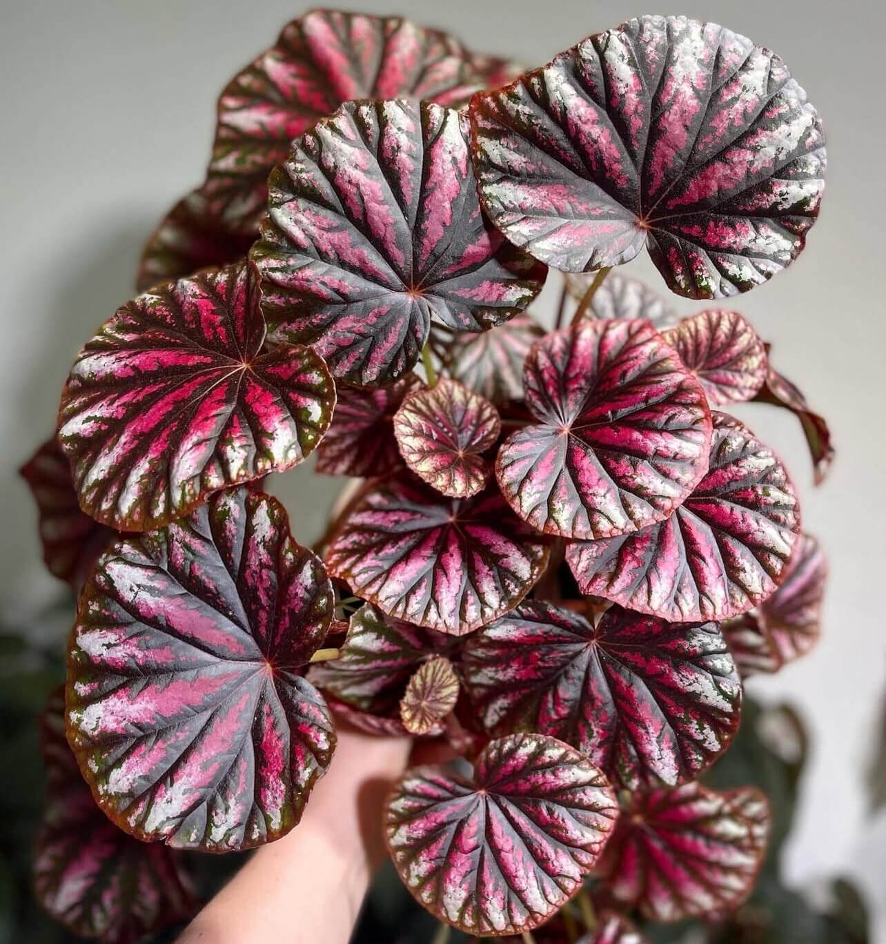 Begonia 'Candy Stripes' is a captivating hybrid begonia, known for its unique dark green leaves adorned with vibrant pink stripes, resembling colorful candy canes. This striking plant not only adds a splash of color to any indoor space but also stands out for its easy care, making it a favorite choice among both new and experienced gardeners.