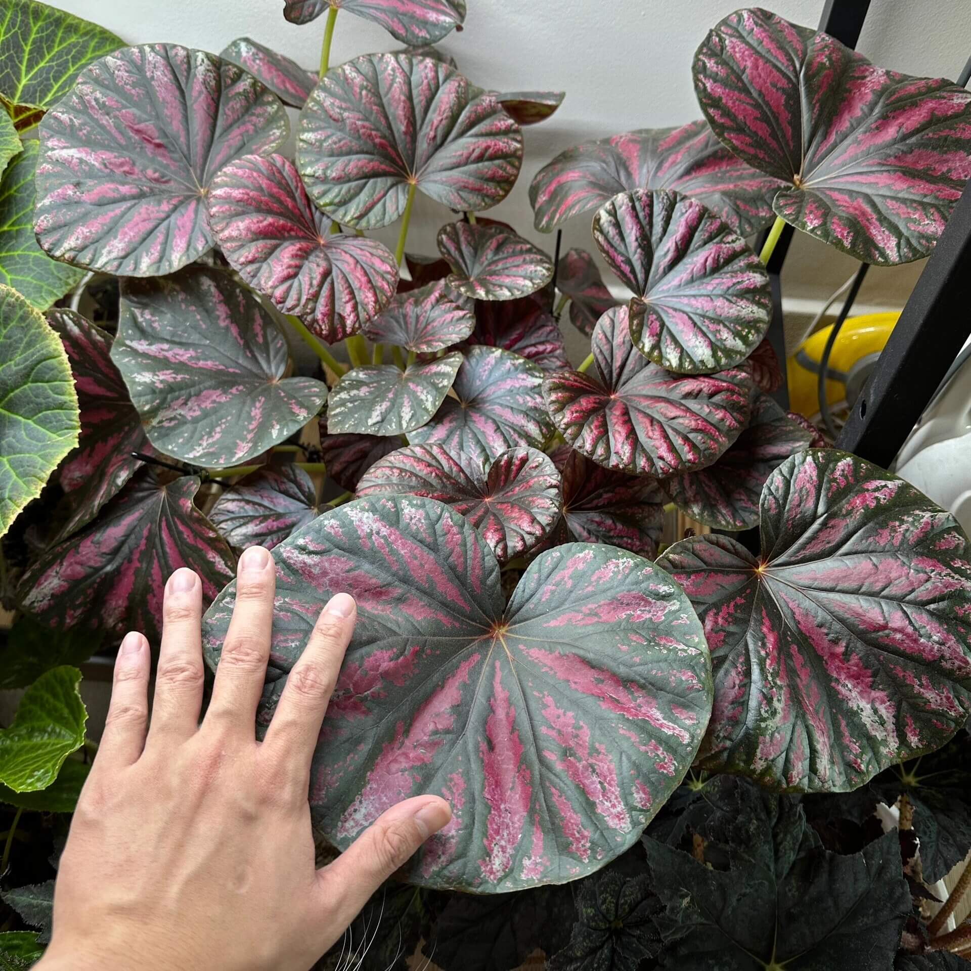 Begonia ‘Candy Stripes’ is a rhizomatous begonia with broad, slightly asymmetrical leaves that have a velvety texture and a soft, matte sheen. Their deep green or dark-toned base is overlaid with irregular streaks of pink, silver, and pale cream, creating a striking “candy-stripe” pattern across the surface. The veins appear subtly raised, adding dimension to each leaf, while the edges may be gently scalloped.