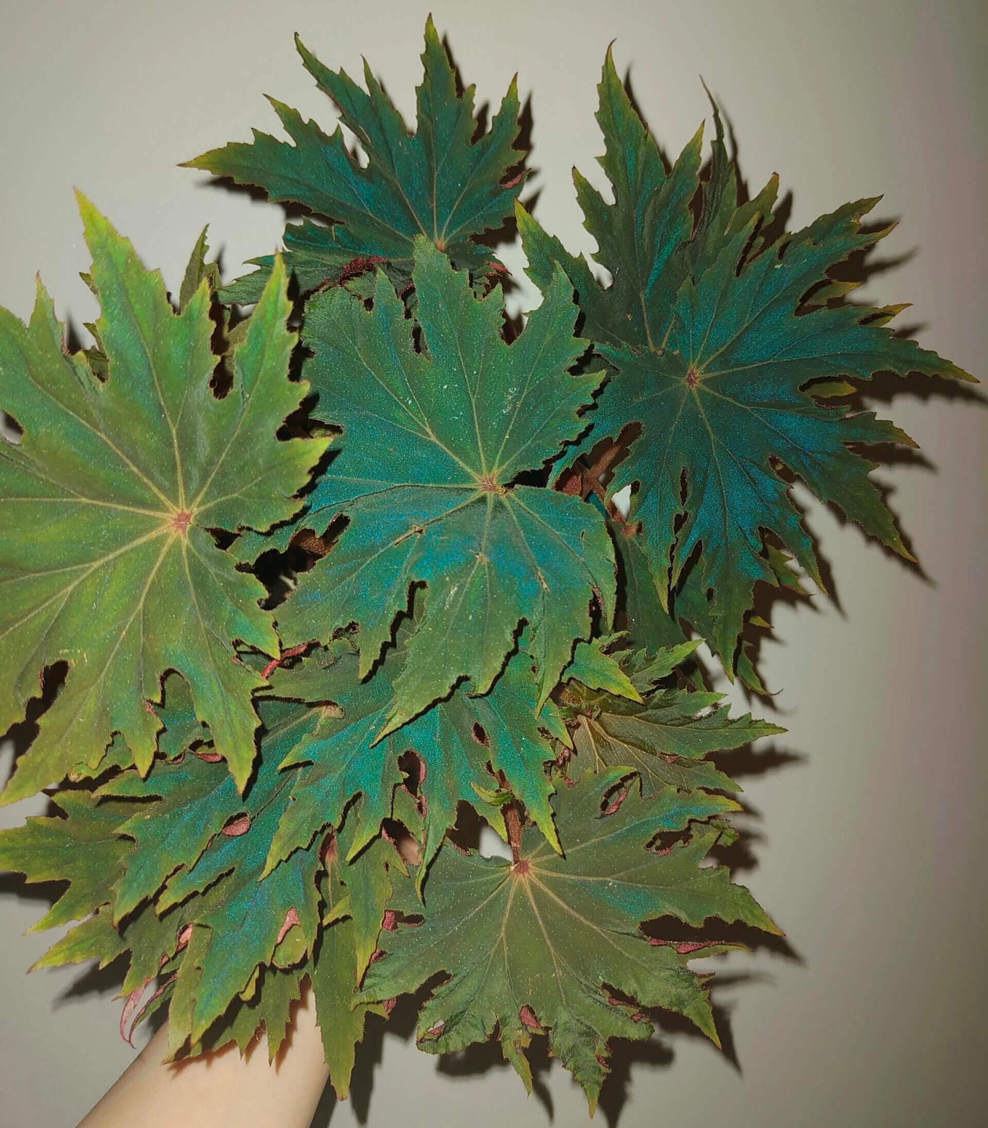 Begonia ‘Carmel Browne’ is a striking hybrid begonia, appreciated for its dark green leaves accented with prominent pointed “star”-like lobes and a serrated, cleft margin. The leaf surface often shows a rich texture, and under low light the foliage reflects a subtle bluish sheen, making it a standout foliage plant for shaded indoor or terrarium settings.