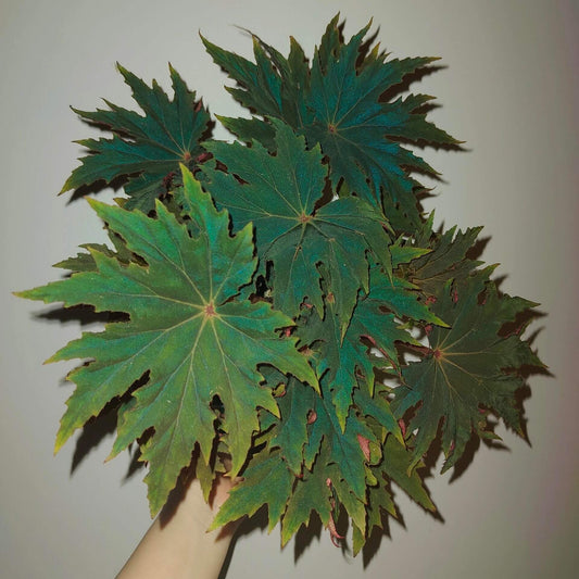 Begonia ‘Carmel Browne’ is a striking hybrid begonia, appreciated for its dark green leaves accented with prominent pointed “star”-like lobes and a serrated, cleft margin. The leaf surface often shows a rich texture, and under low light the foliage reflects a subtle bluish sheen, making it a standout foliage plant for shaded indoor or terrarium settings.