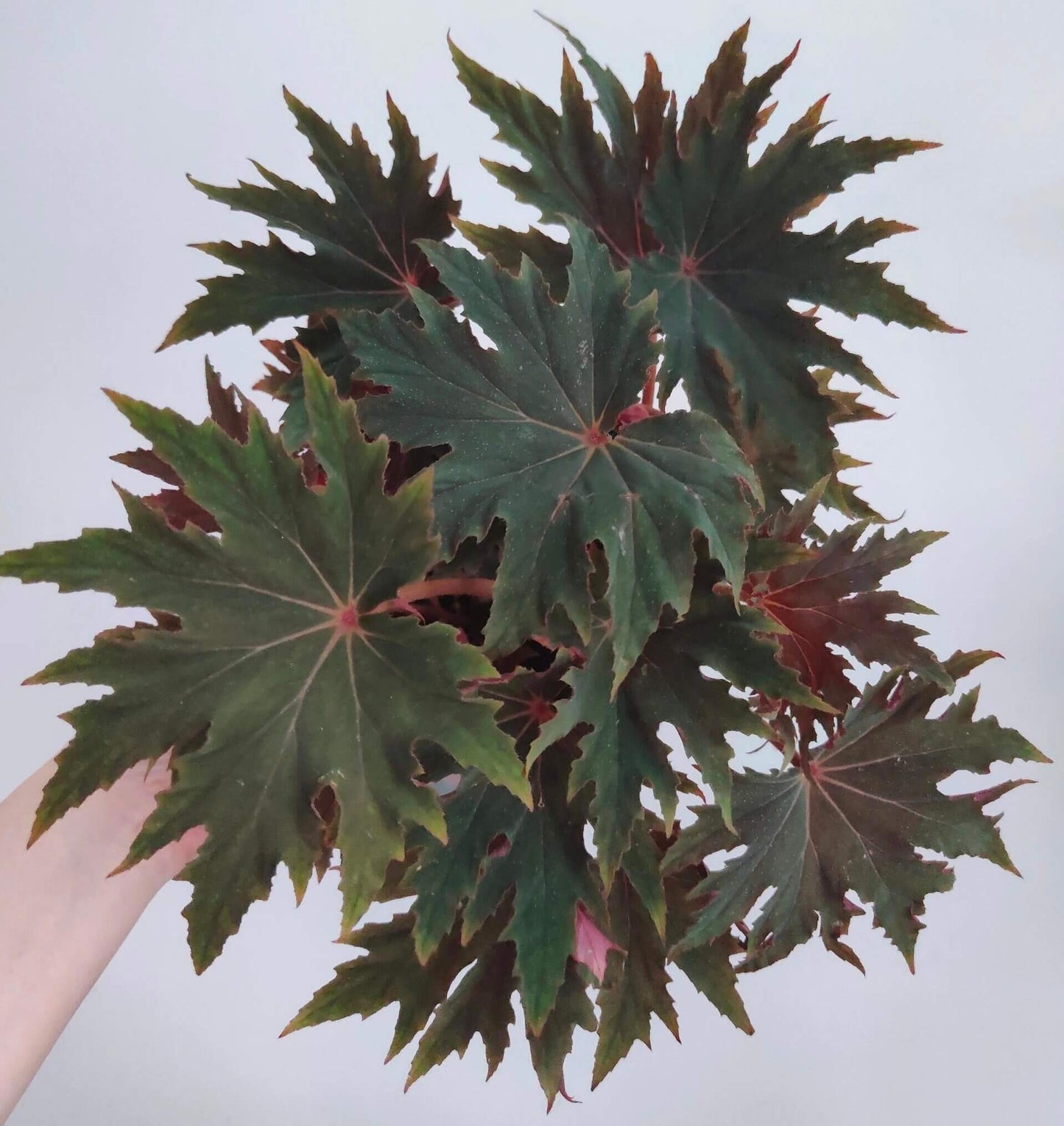 Begonia ‘Carmel Browne’ is a striking hybrid begonia, appreciated for its dark green leaves accented with prominent pointed “star”-like lobes and a serrated, cleft margin. The leaf surface often shows a rich texture, and under low light the foliage reflects a subtle bluish sheen, making it a standout foliage plant for shaded indoor or terrarium settings.