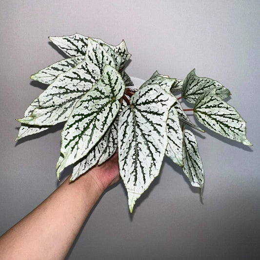 Begonia ‘Cat Ears’ is a stunning ornamental plant celebrated for its unique foliage that resembles the shape of a cat’s ears. Its elongated, pointed leaves feature deep green veins traced with shimmering silver patterns, creating a striking contrast that catches the light beautifully.