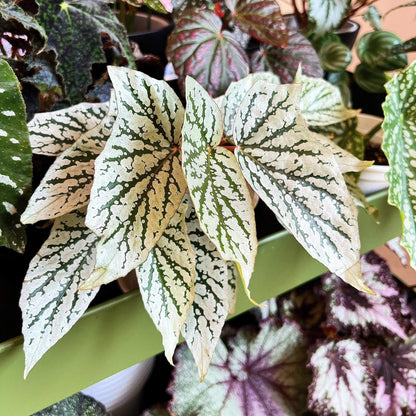 Begonia ‘Cat Ears’ is a stunning ornamental plant celebrated for its unique foliage that resembles the shape of a cat’s ears. Its elongated, pointed leaves feature deep green veins traced with shimmering silver patterns, creating a striking contrast that catches the light beautifully.