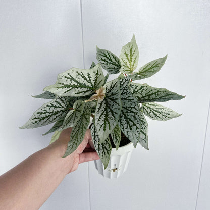 Begonia ‘Cat Ears’ is a stunning ornamental plant celebrated for its unique foliage that resembles the shape of a cat’s ears. Its elongated, pointed leaves feature deep green veins traced with shimmering silver patterns, creating a striking contrast that catches the light beautifully.