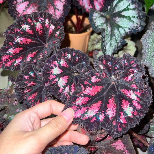 Begonia ‘Celebration’ is a striking foliage begonia prized for its dramatic, painterly leaves. The nearly round leaves have gently ruffled edges and a deep, velvety black-purple base, splashed with vivid shades of rose pink, soft blush, and occasional hints of pale green. These irregular markings radiate from the center along the leaf veins, creating a dynamic, firework-like effect.