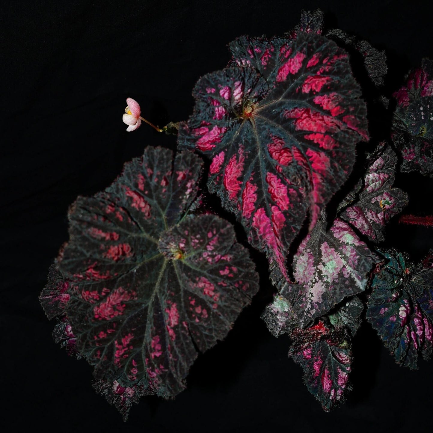 Begonia ‘Celebration’ is a striking foliage begonia prized for its dramatic, painterly leaves. The nearly round leaves have gently ruffled edges and a deep, velvety black-purple base, splashed with vivid shades of rose pink, soft blush, and occasional hints of pale green. These irregular markings radiate from the center along the leaf veins, creating a dynamic, firework-like effect.