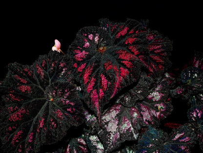 Begonia ‘Celebration’ is a striking foliage begonia prized for its dramatic, painterly leaves. The nearly round leaves have gently ruffled edges and a deep, velvety black-purple base, splashed with vivid shades of rose pink, soft blush, and occasional hints of pale green. These irregular markings radiate from the center along the leaf veins, creating a dynamic, firework-like effect.