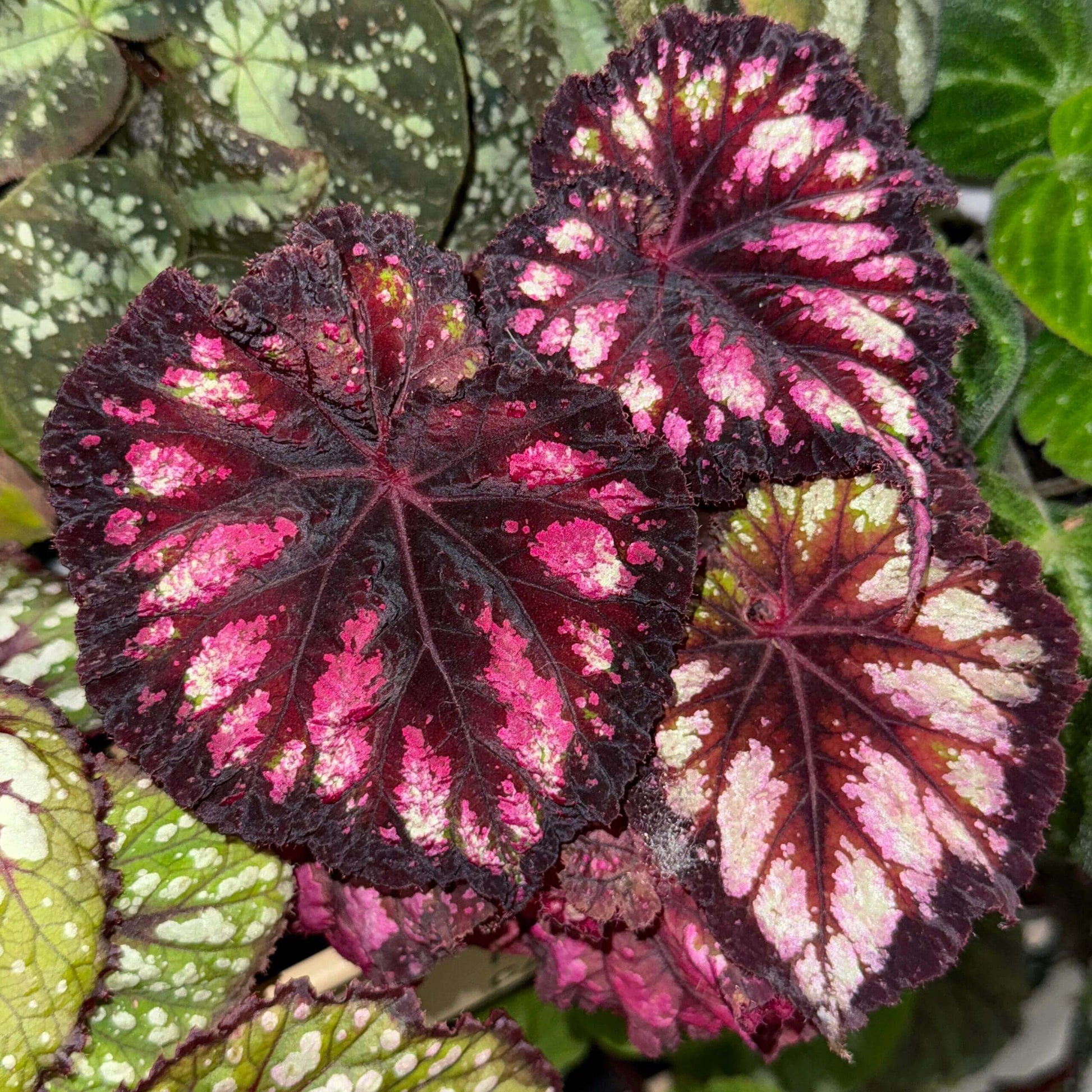 Begonia ‘Celebration’ is a striking foliage begonia prized for its dramatic, painterly leaves. The nearly round leaves have gently ruffled edges and a deep, velvety black-purple base, splashed with vivid shades of rose pink, soft blush, and occasional hints of pale green. These irregular markings radiate from the center along the leaf veins, creating a dynamic, firework-like effect.