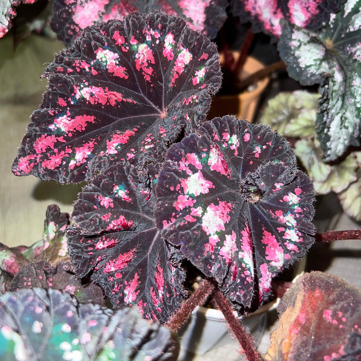 Begonia ‘Celebration’ is a striking foliage begonia prized for its dramatic, painterly leaves. The nearly round leaves have gently ruffled edges and a deep, velvety black-purple base, splashed with vivid shades of rose pink, soft blush, and occasional hints of pale green. These irregular markings radiate from the center along the leaf veins, creating a dynamic, firework-like effect.