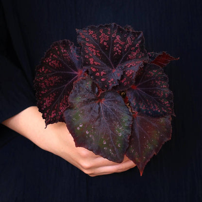 Begonia Chocolate Covered Cherry is a highly dramatic foliage begonia. Its leaves are broad and expansive, with a deep chocolate-black to purplish base color, scattered with irregular cherry-pink speckles across the surface, resembling a dusting of sugar glaze.