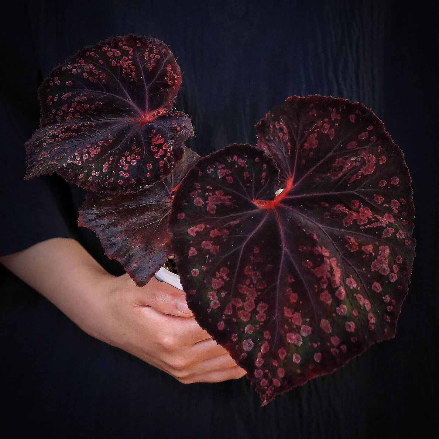 Begonia Chocolate Covered Cherry is a highly dramatic foliage begonia. Its leaves are broad and expansive, with a deep chocolate-black to purplish base color, scattered with irregular cherry-pink speckles across the surface, resembling a dusting of sugar glaze.