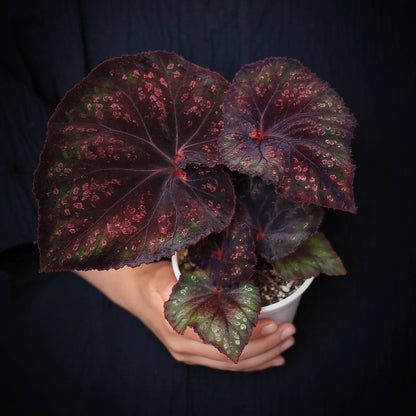 Begonia Chocolate Covered Cherry is a highly dramatic foliage begonia. Its leaves are broad and expansive, with a deep chocolate-black to purplish base color, scattered with irregular cherry-pink speckles across the surface, resembling a dusting of sugar glaze.