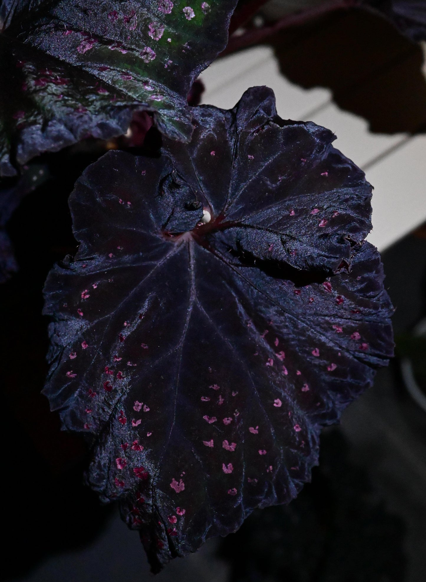 Begonia Chocolate Covered Cherry is a highly dramatic foliage begonia. Its leaves are broad and expansive, with a deep chocolate-black to purplish base color, scattered with irregular cherry-pink speckles across the surface, resembling a dusting of sugar glaze.