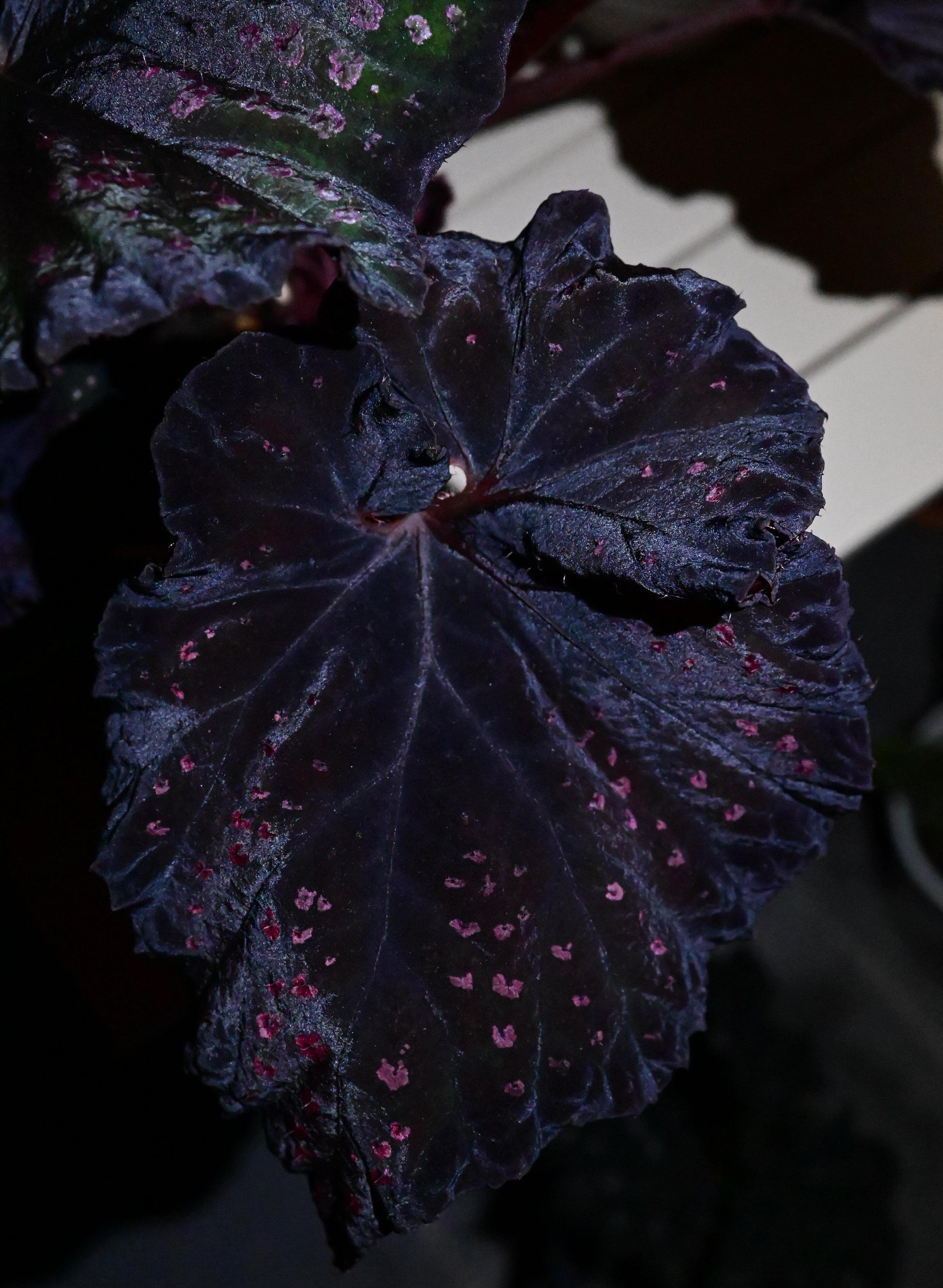 Begonia Chocolate Covered Cherry is a highly dramatic foliage begonia. Its leaves are broad and expansive, with a deep chocolate-black to purplish base color, scattered with irregular cherry-pink speckles across the surface, resembling a dusting of sugar glaze.