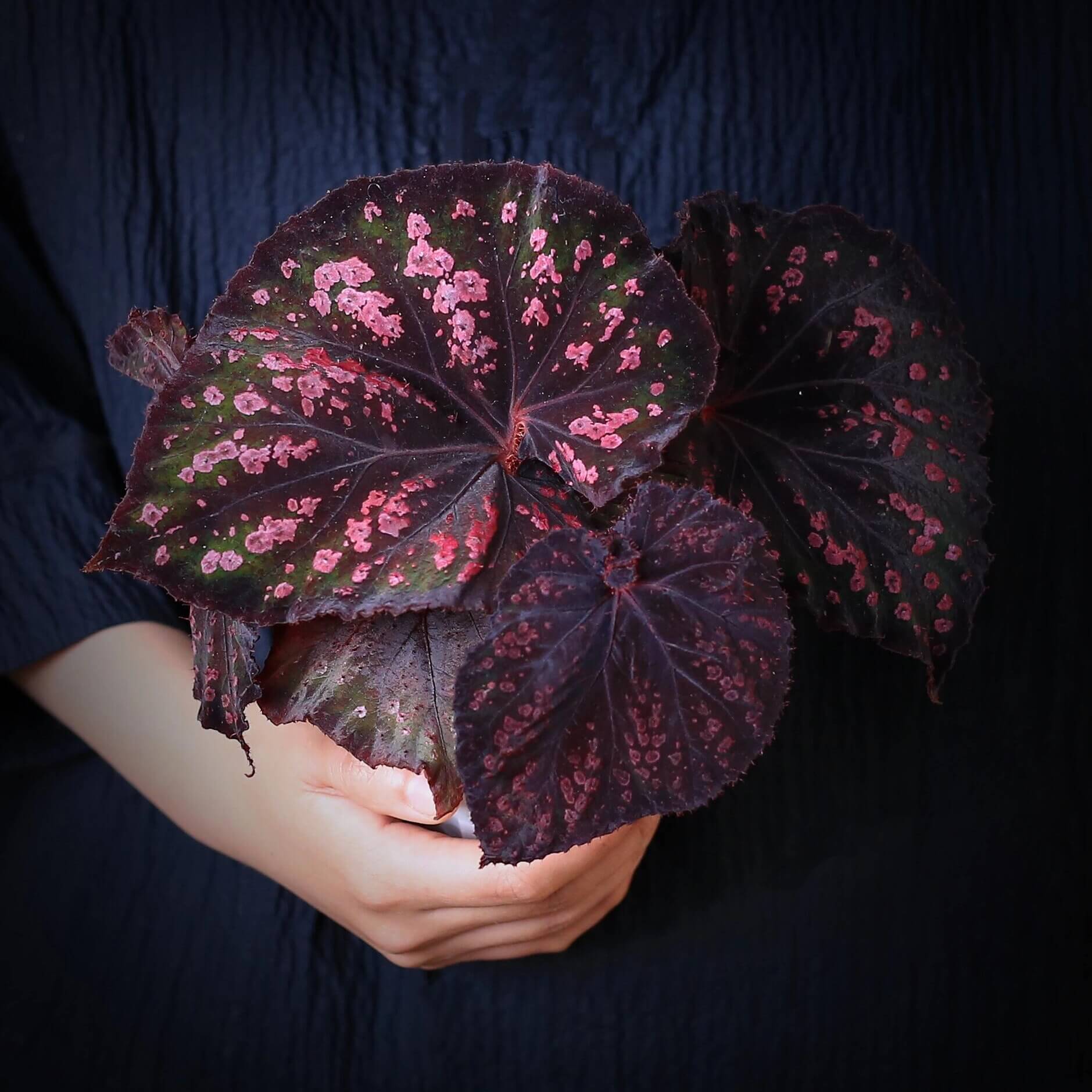 専用❣️Begonia 10点＋ご購入済株同梱 Begonia Chocolate Covered Cherry for Sale – Begin With Plants