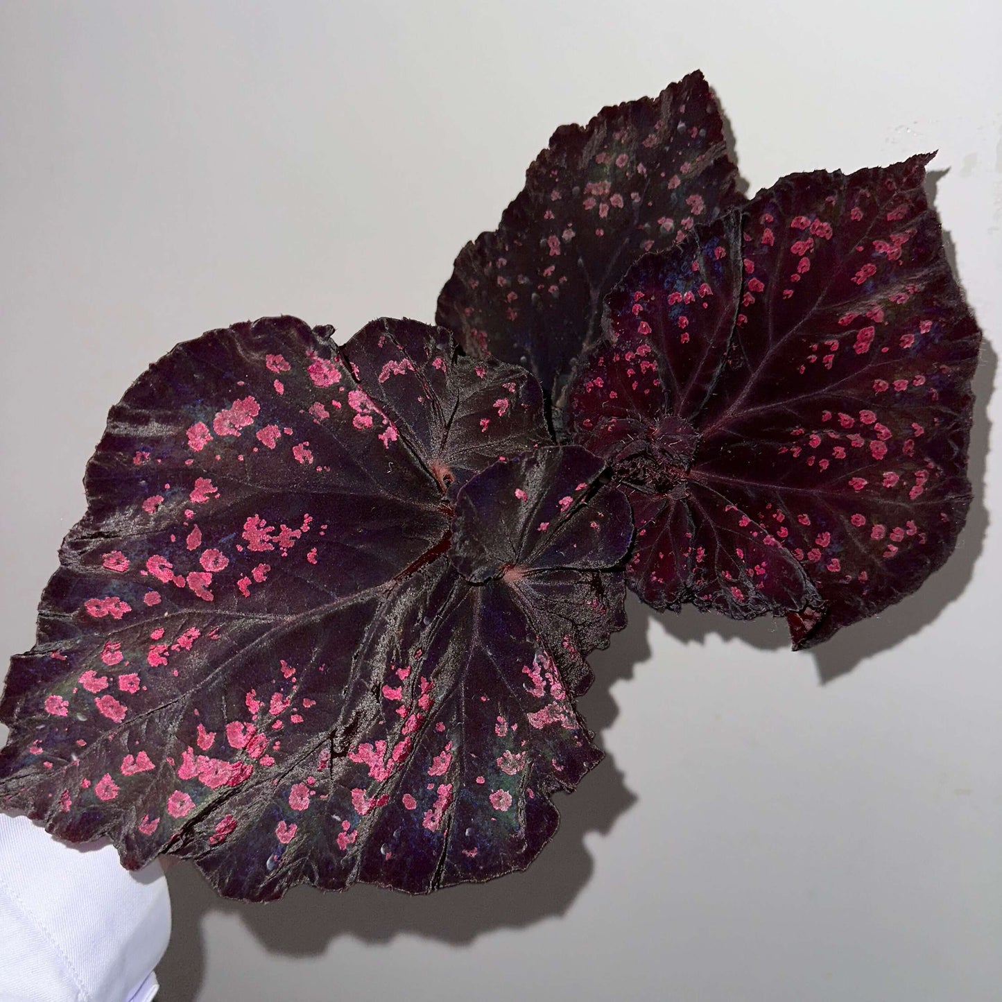 Begonia Chocolate Covered Cherry is a highly dramatic foliage begonia. Its leaves are broad and expansive, with a deep chocolate-black to purplish base color, scattered with irregular cherry-pink speckles across the surface, resembling a dusting of sugar glaze.