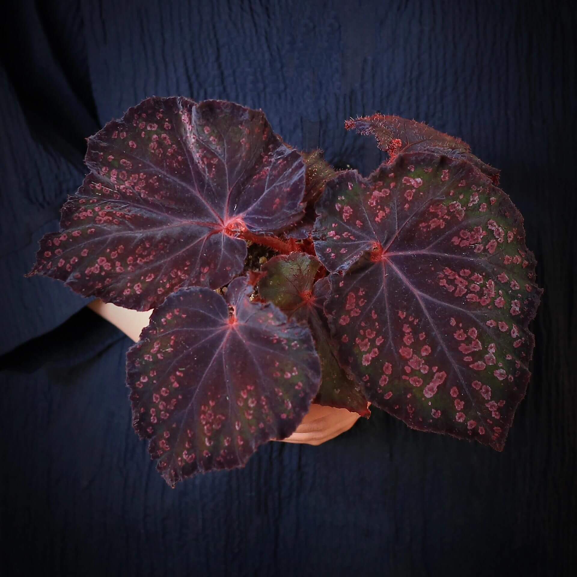 Begonia Chocolate Covered Cherry is a highly dramatic foliage begonia. Its leaves are broad and expansive, with a deep chocolate-black to purplish base color, scattered with irregular cherry-pink speckles across the surface, resembling a dusting of sugar glaze.