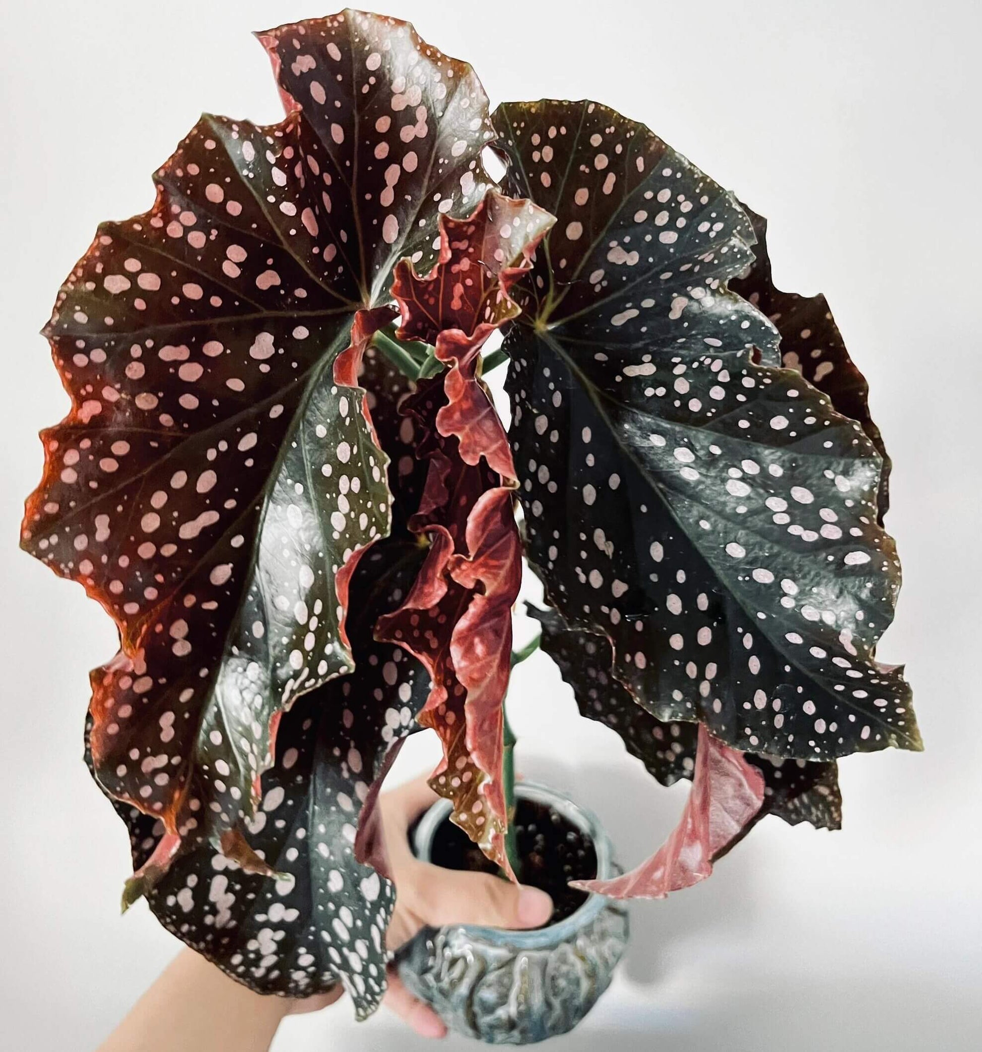 Begonia 'Cracklin' Rosie' is a striking hybrid begonia developed by Walter Dworkin, named after Neil Diamond's song "Cracklin' Rosie."