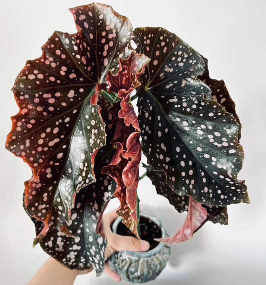 Begonia 'Cracklin' Rosie' is a striking hybrid begonia developed by Walter Dworkin, named after Neil Diamond's song "Cracklin' Rosie."