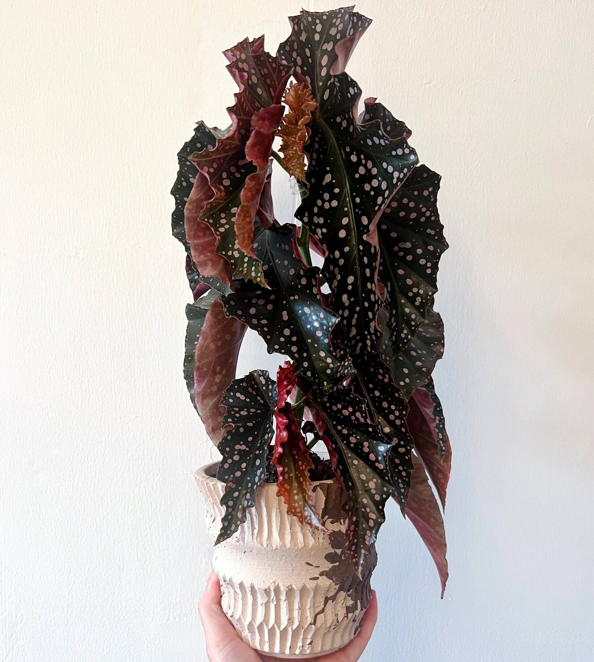 Begonia 'Cracklin' Rosie' - Thumbnail 2