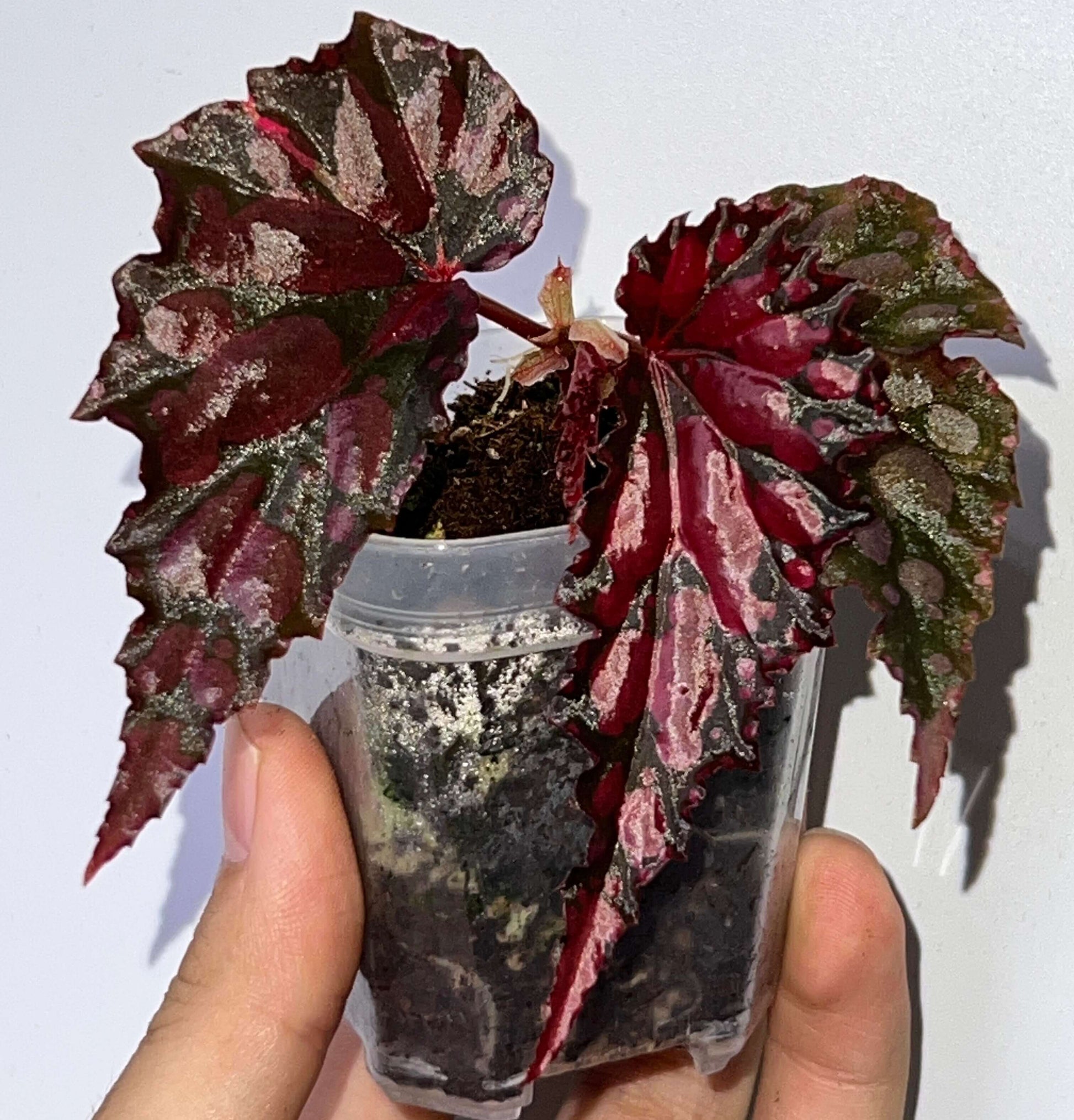 Begonia ‘Crimson Lilith’ is a hybrid foliage begonia characterized by predominantly black leaves marked with deep wine-red patches. The leaf margins are distinctly undulate, and when fully expanded, the leaves spread gracefully, resembling dark wings.