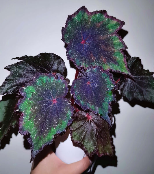 Begonia ‘Cuba’ is a hybrid begonia from Ukraine, admired for its bold color contrast. The leaves are edged in dark brown-black, while the centers gradually deepen from green to a rich brown-black as the plant matures. Bright green highlights remain near the margins, accented by fine silvery speckles and vivid red veins.