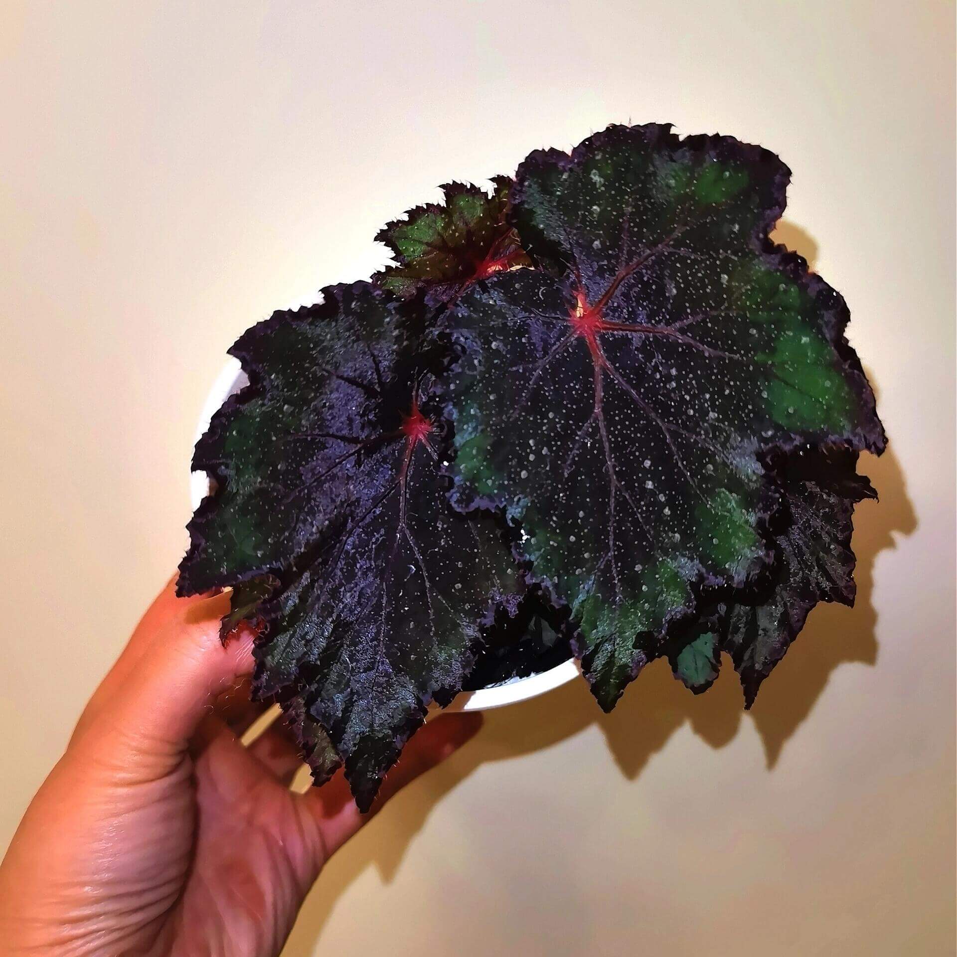 Begonia ‘Cuba’ is a hybrid begonia from Ukraine, admired for its bold color contrast. The leaves are edged in dark brown-black, while the centers gradually deepen from green to a rich brown-black as the plant matures. Bright green highlights remain near the margins, accented by fine silvery speckles and vivid red veins.