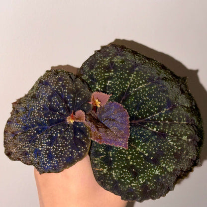 Begonia Curtisii Galaxy is a captivating species native to Thailand that draws attention with its stunning, starry-patterned leaves. When young, the leaves are a vibrant green, but as the plant matures, they transition to deeper shades of purple or red. The leaves are speckled with numerous small spots, creating a galaxy-like effect, reminiscent of stars scattered across the night sky. The leaf edges are adorned with soft, fuzzy hairs, adding texture and beauty.