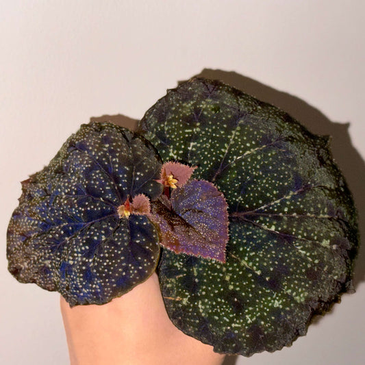 Begonia Curtisii Galaxy is a captivating species native to Thailand that draws attention with its stunning, starry-patterned leaves. When young, the leaves are a vibrant green, but as the plant matures, they transition to deeper shades of purple or red. The leaves are speckled with numerous small spots, creating a galaxy-like effect, reminiscent of stars scattered across the night sky. The leaf edges are adorned with soft, fuzzy hairs, adding texture and beauty.