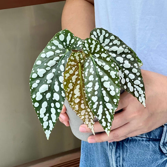 Begonia ‘Diamond Lady’ is a stunning hybrid begonia known for its deep green leaves adorned with shimmering silver-white spots that resemble scattered diamonds.