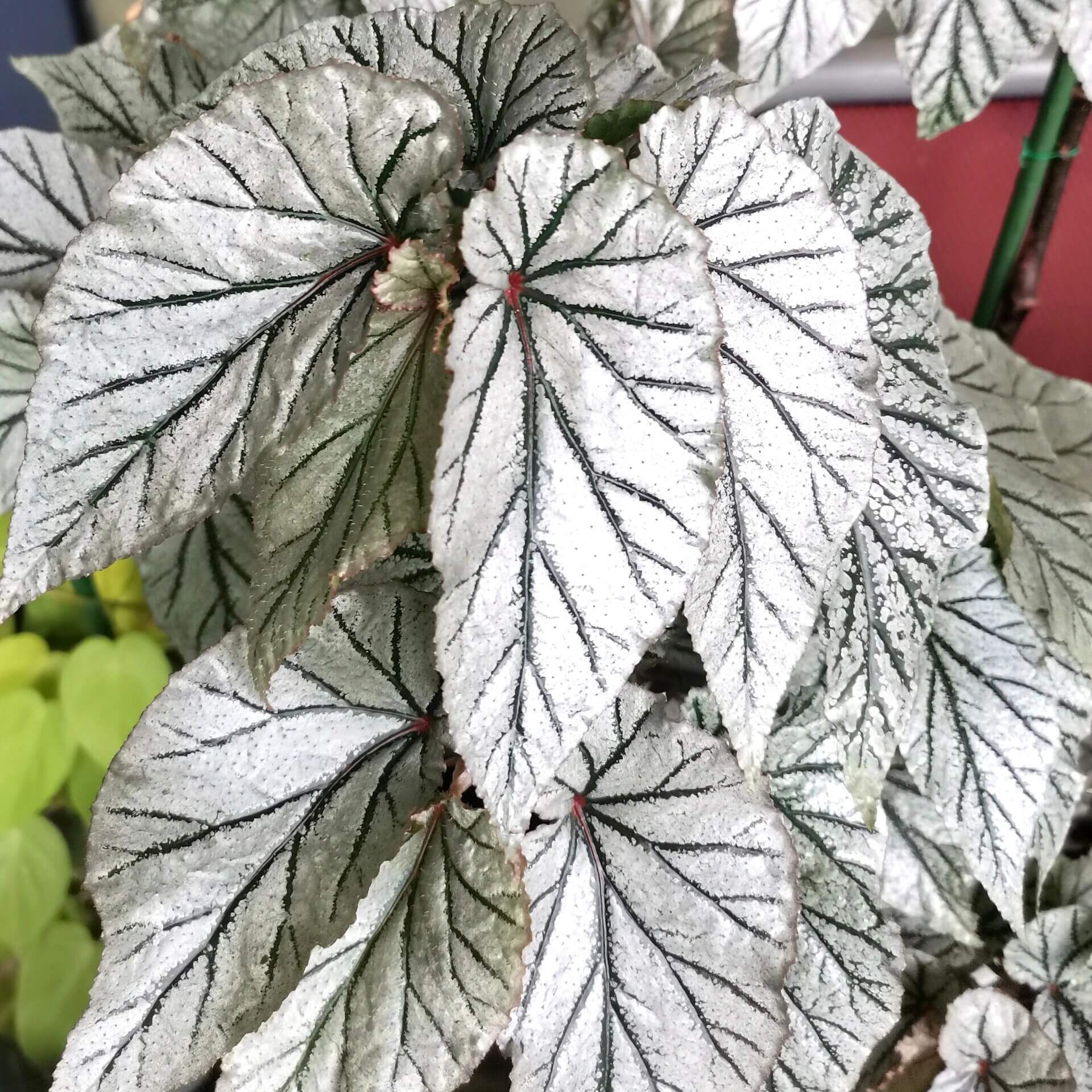 Begonia ‘Don Miller’ is a shrub-type begonia — a hybrid that grows as a bushy, branching plant rather than only a tall cane or strictly angel-wing type. It was bred from a cross between the cane hybrid Begonia ‘Torch’ and an unidentified shrub species known as Begonia U062.
