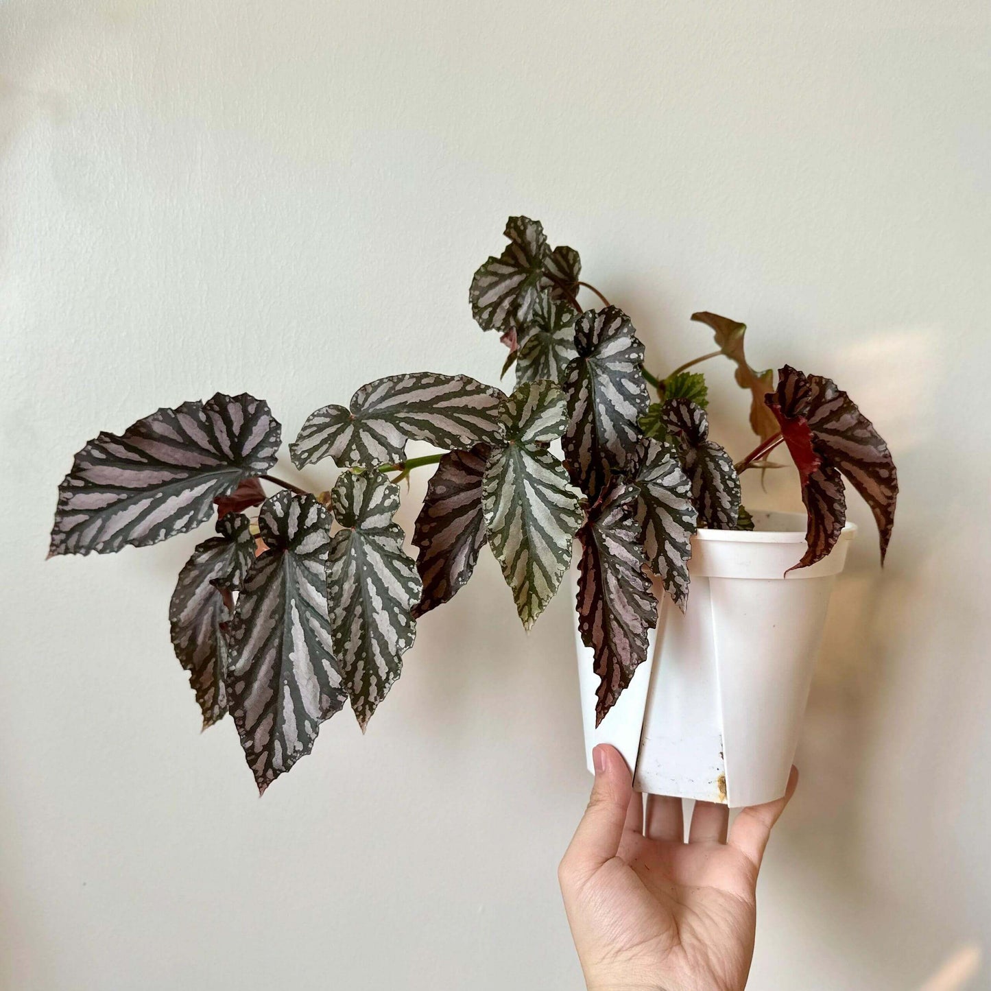Begonia 'Down Home' is a captivating cane-type begonia celebrated for its dramatic dark bronze leaves adorned with silver splashes and deep reddish-pink undersides. This medium-sized plant adds a touch of elegance to any indoor space. It features clusters of bright pink flowers that bloom sporadically throughout the year, enhancing its visual appeal.