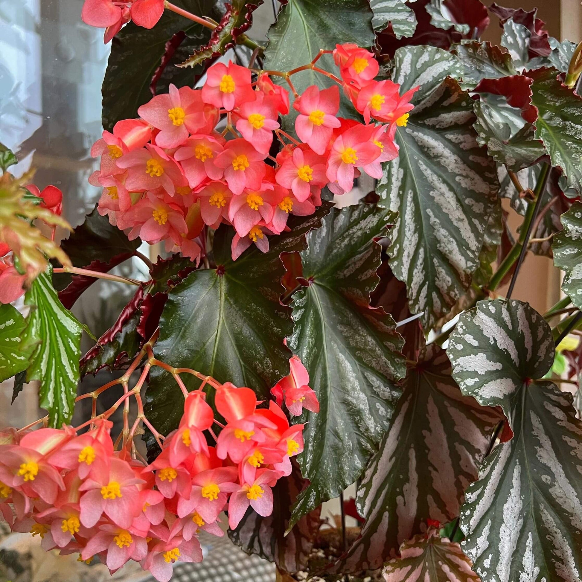 Begonia 'Down Home' is a captivating cane-type begonia celebrated for its dramatic dark bronze leaves adorned with silver splashes and deep reddish-pink undersides. This medium-sized plant adds a touch of elegance to any indoor space. It features clusters of bright pink flowers that bloom sporadically throughout the year, enhancing its visual appeal.