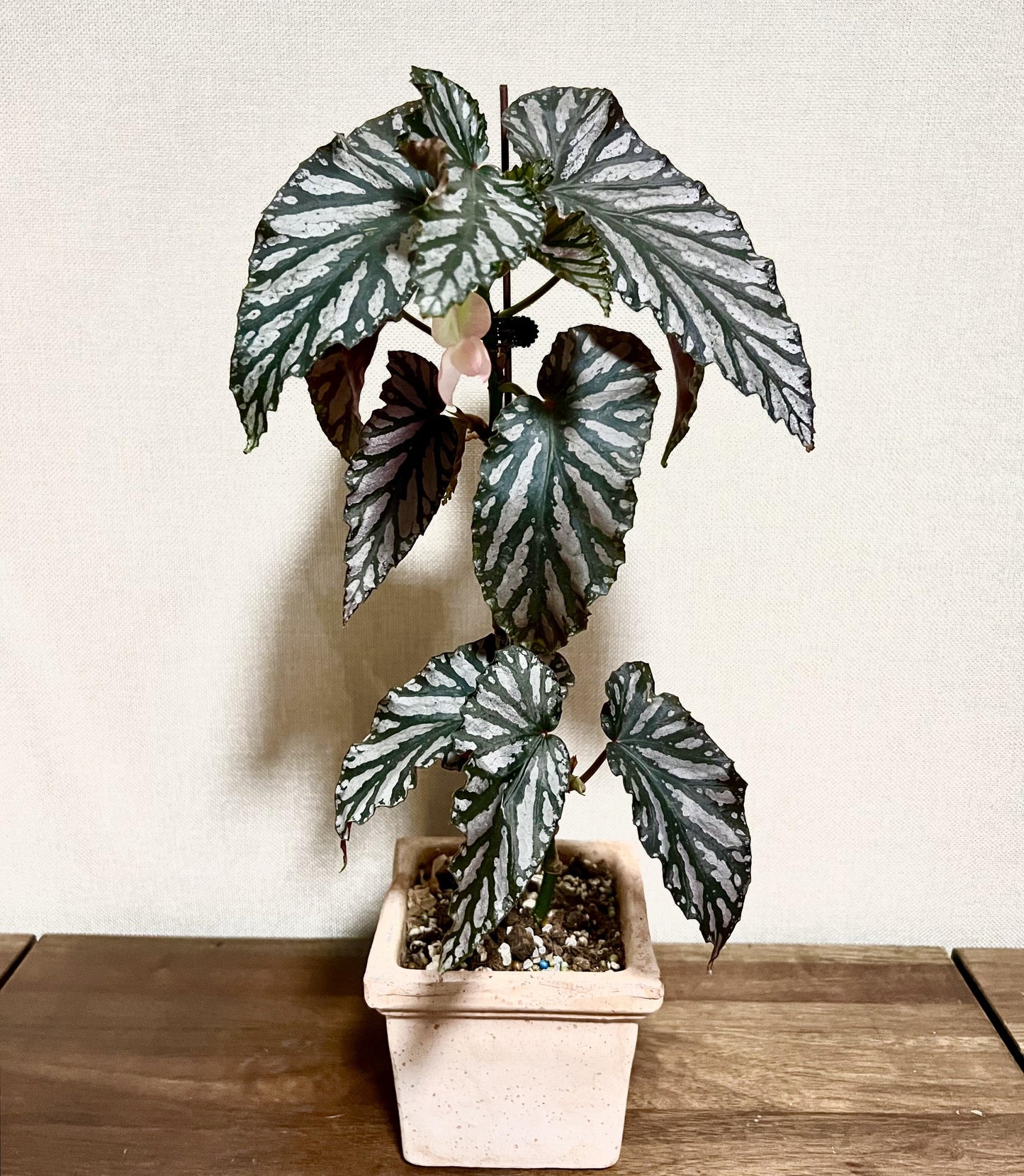 Begonia 'Down Home' is a captivating cane-type begonia celebrated for its dramatic dark bronze leaves adorned with silver splashes and deep reddish-pink undersides. This medium-sized plant adds a touch of elegance to any indoor space. It features clusters of bright pink flowers that bloom sporadically throughout the year, enhancing its visual appeal.