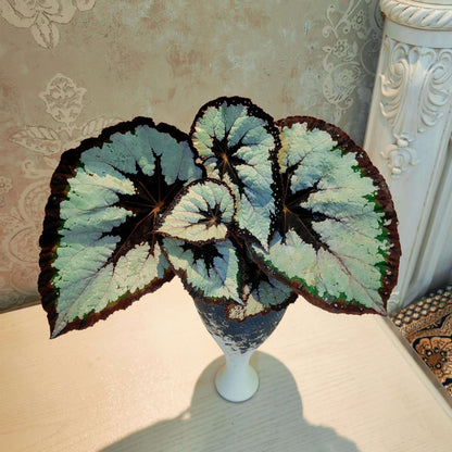 Begonia ‘Dress Code’ features leaves with a bold, high-contrast pattern. The center of each leaf and the outer margin are very dark, appearing deep burgundy to nearly black. The dark edge is sprinkled with fine silver-white speckles that add subtle texture and sparkle. Between the dark center and the dark margin lies a broad silver-white band that follows the leaf veins, creating a layered, symmetrical look. This refined contrast gives the plant an elegant, almost tailored appearance.