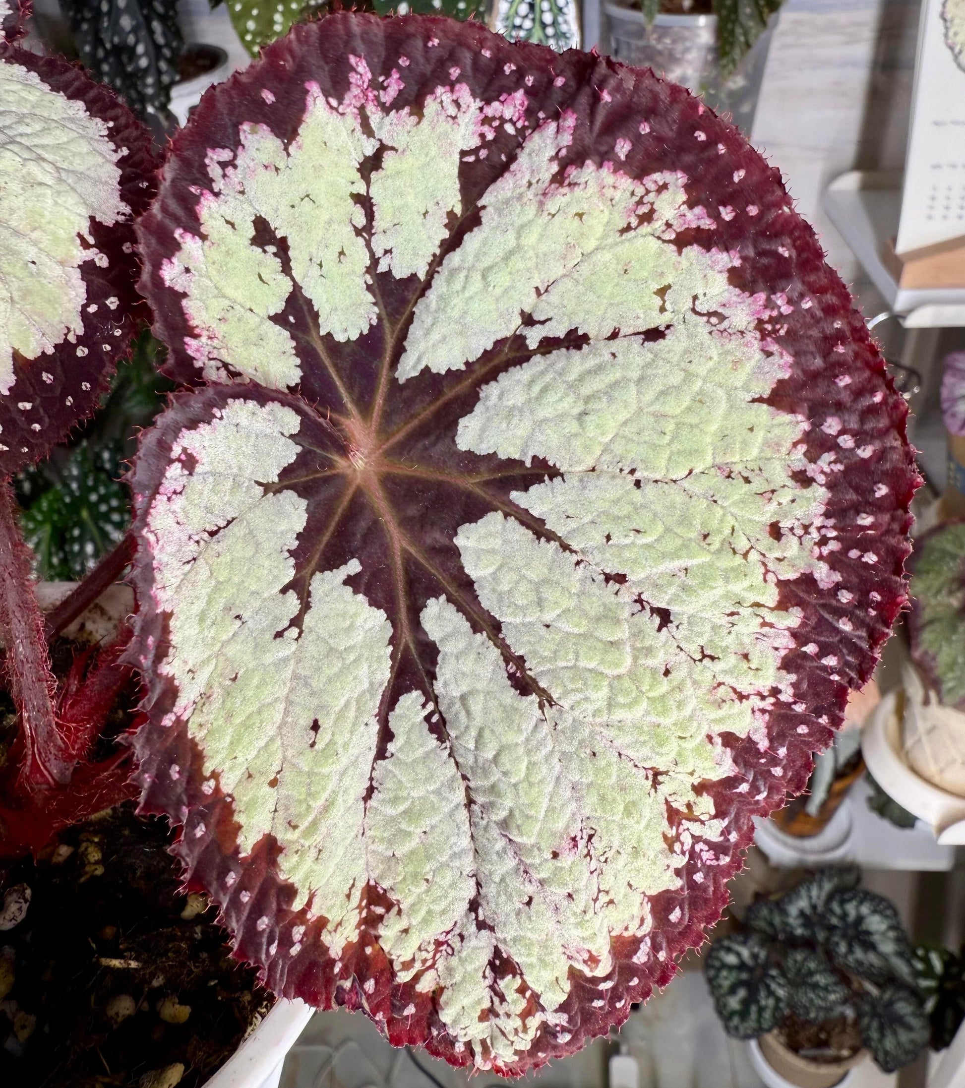 Begonia ‘Dress Code’ features leaves with a bold, high-contrast pattern. The center of each leaf and the outer margin are very dark, appearing deep burgundy to nearly black. The dark edge is sprinkled with fine silver-white speckles that add subtle texture and sparkle. Between the dark center and the dark margin lies a broad silver-white band that follows the leaf veins, creating a layered, symmetrical look. This refined contrast gives the plant an elegant, almost tailored appearance.