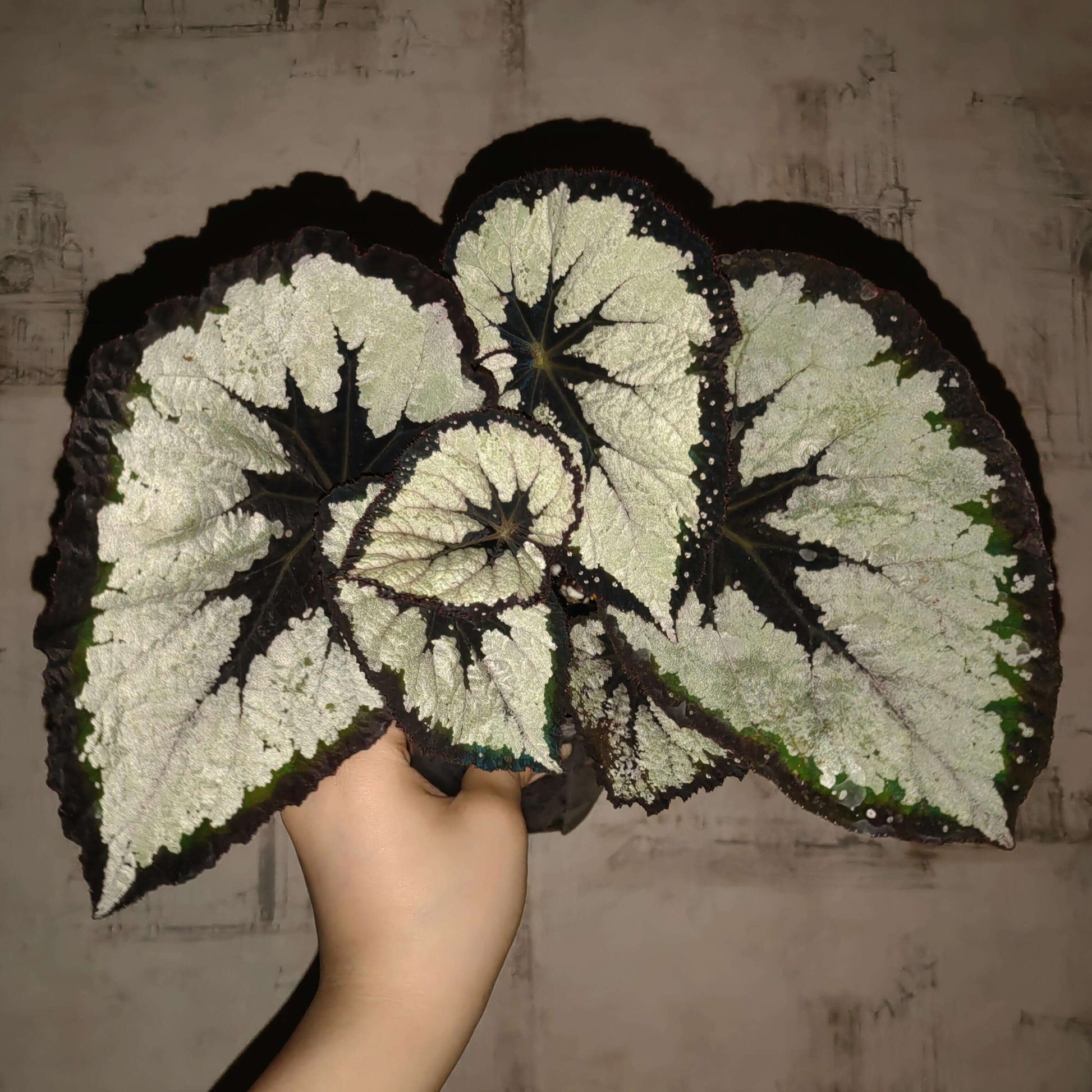 Begonia ‘Dress Code’ features leaves with a bold, high-contrast pattern. The center of each leaf and the outer margin are very dark, appearing deep burgundy to nearly black. The dark edge is sprinkled with fine silver-white speckles that add subtle texture and sparkle. Between the dark center and the dark margin lies a broad silver-white band that follows the leaf veins, creating a layered, symmetrical look. This refined contrast gives the plant an elegant, almost tailored appearance.