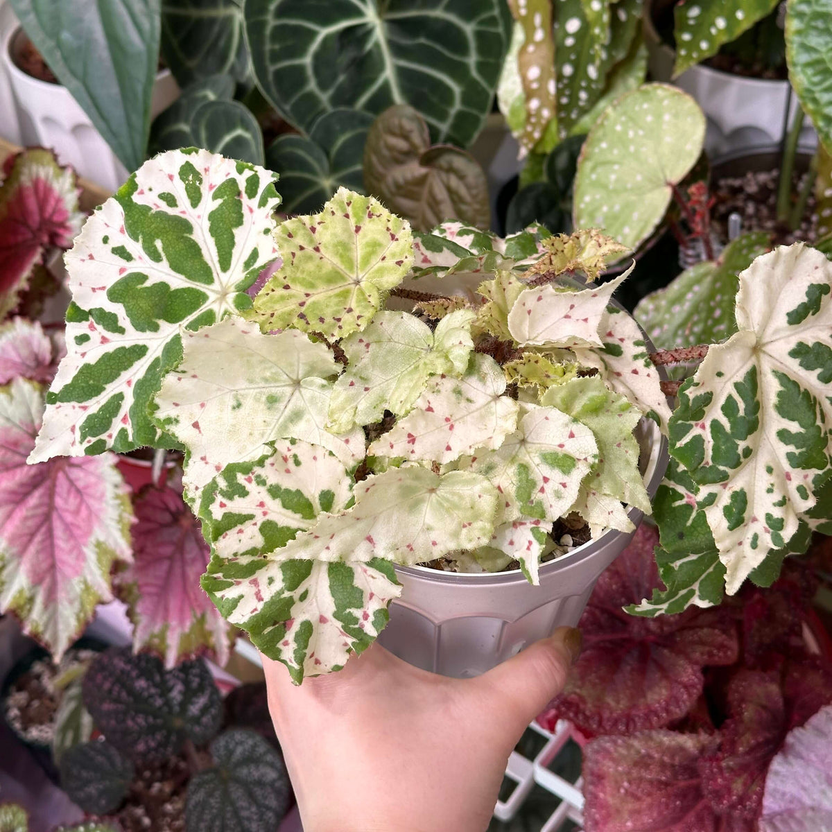 Begonia ‘Egret Frost’ is an eye-catching foliage begonia with distinctive, asymmetrical leaves reminiscent of Begonia ‘Autumn Ember’, but with a unique seasonal color transformation. Its leaves display a beautiful mosaic of creamy white and fresh green, accented by delicate pink to reddish speckles scattered across the surface. During warmer summer conditions, the foliage tends to become greener, while cooler temperatures in winter bring out a much paler, predominantly creamy-white appearance.