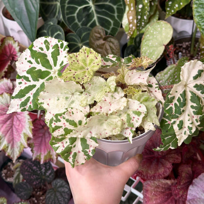 Begonia ‘Egret Frost’ is an eye-catching foliage begonia with distinctive, asymmetrical leaves reminiscent of Begonia ‘Autumn Ember’, but with a unique seasonal color transformation. Its leaves display a beautiful mosaic of creamy white and fresh green, accented by delicate pink to reddish speckles scattered across the surface. During warmer summer conditions, the foliage tends to become greener, while cooler temperatures in winter bring out a much paler, predominantly creamy-white appearance.