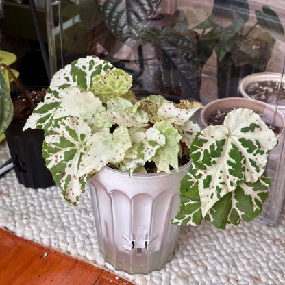 Begonia ‘Egret Frost’ is an eye-catching foliage begonia with distinctive, asymmetrical leaves reminiscent of Begonia ‘Autumn Ember’, but with a unique seasonal color transformation. Its leaves display a beautiful mosaic of creamy white and fresh green, accented by delicate pink to reddish speckles scattered across the surface. During warmer summer conditions, the foliage tends to become greener, while cooler temperatures in winter bring out a much paler, predominantly creamy-white appearance.