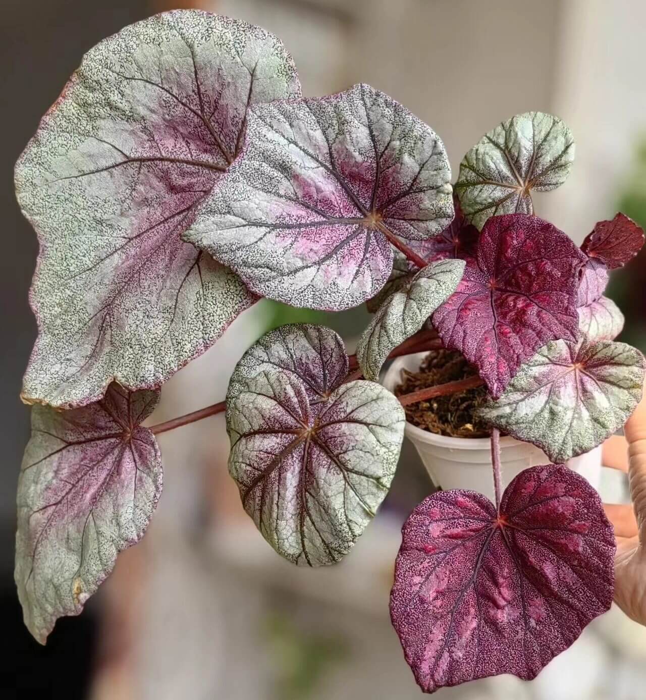 Begonia 'Ella Marguerite' is a charming begonia variety renowned for its unique leaf patterns and elegant appearance. The heart-shaped leaves are covered in fine silvery-white spots, with deep red edges and red undersides, creating a striking visual contrast. This begonia’s vibrant foliage makes it a standout piece in any indoor space. Perfect for both beginners and experienced plant enthusiasts, Begonia 'Ella Marguerite' adds sophistication and beauty to your home or office.