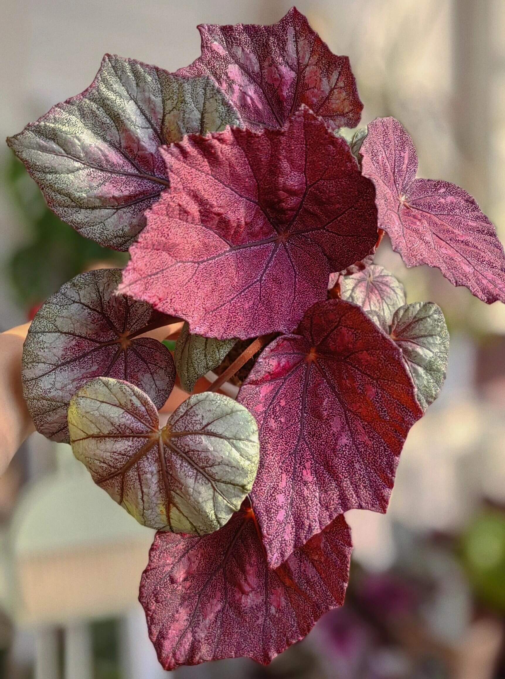 Begonia 'Ella Marguerite' is a charming begonia variety renowned for its unique leaf patterns and elegant appearance. The heart-shaped leaves are covered in fine silvery-white spots, with deep red edges and red undersides, creating a striking visual contrast. This begonia’s vibrant foliage makes it a standout piece in any indoor space. Perfect for both beginners and experienced plant enthusiasts, Begonia 'Ella Marguerite' adds sophistication and beauty to your home or office.
