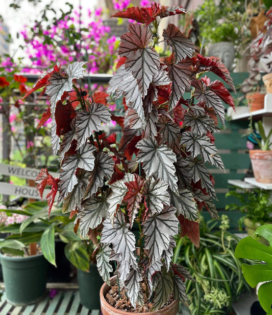 Begonia ‘Highway’ is a striking cane-type begonia with elegant, serrated leaves that emerge in soft pink, then mature into a shimmering silver with vivid green veins and a rich red underside.