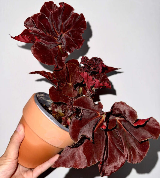 Begonia ‘Hozukimaru’ is a striking foliage begonia with maple-like leaves that range from deep burgundy to vibrant orange-red. The surface is slightly uneven with bold, wavy edges, and the foliage is thick and firm, giving the plant a dramatic presence. In spring and summer, it produces delicate blooms, though it is mainly prized for its vivid ornamental leaves.