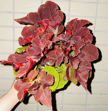 Begonia ‘Hozukimaru’ is a striking foliage begonia with maple-like leaves that range from deep burgundy to vibrant orange-red. The surface is slightly uneven with bold, wavy edges, and the foliage is thick and firm, giving the plant a dramatic presence. In spring and summer, it produces delicate blooms, though it is mainly prized for its vivid ornamental leaves.