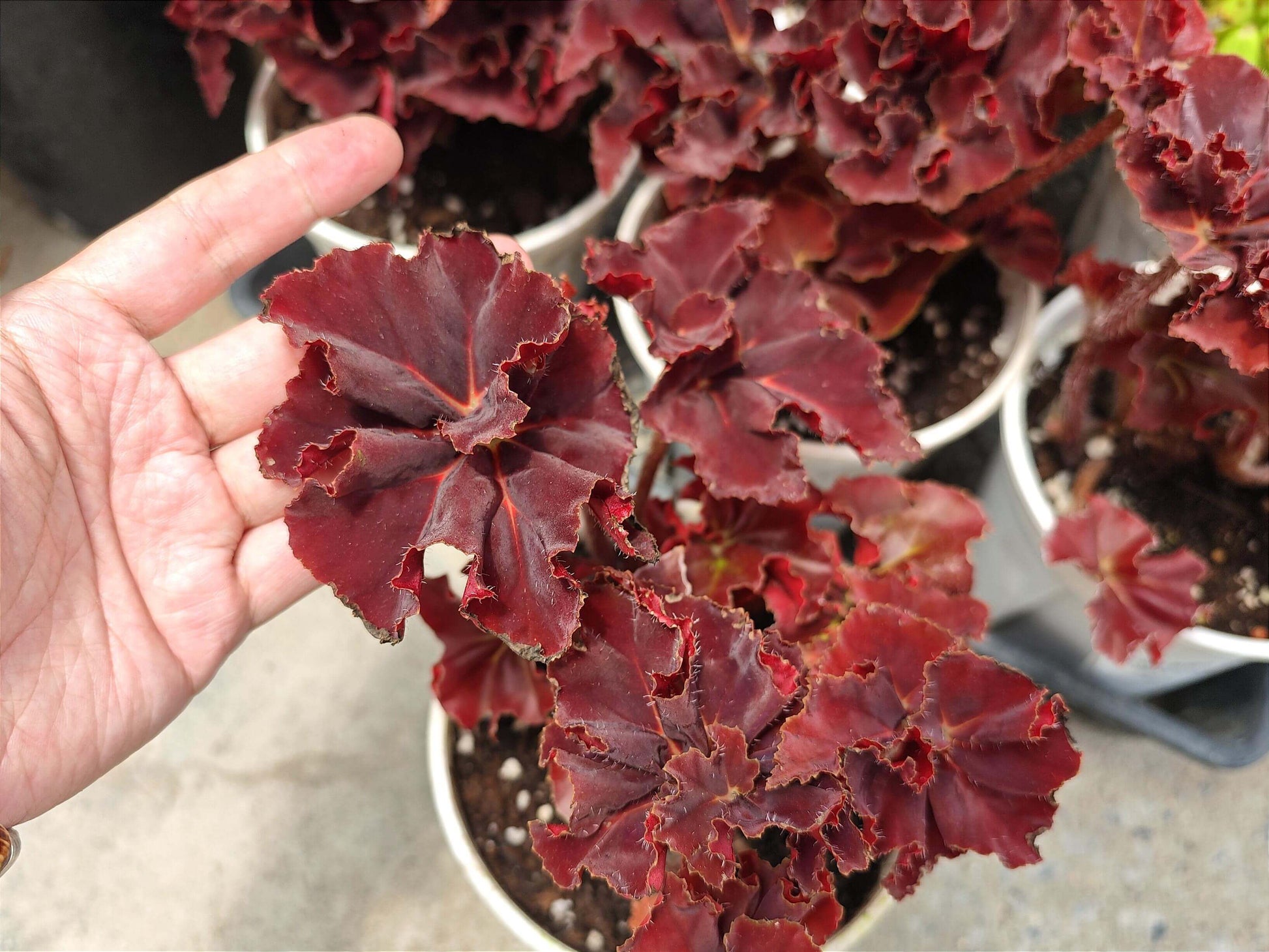 Begonia ‘Hozukimaru’ is a striking foliage begonia with maple-like leaves that range from deep burgundy to vibrant orange-red. The surface is slightly uneven with bold, wavy edges, and the foliage is thick and firm, giving the plant a dramatic presence. In spring and summer, it produces delicate blooms, though it is mainly prized for its vivid ornamental leaves.