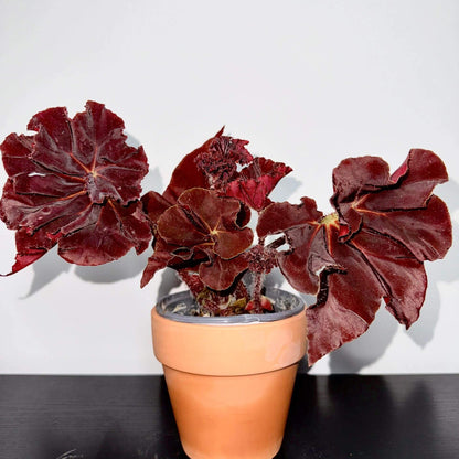 Begonia ‘Hozukimaru’ is a striking foliage begonia with maple-like leaves that range from deep burgundy to vibrant orange-red. The surface is slightly uneven with bold, wavy edges, and the foliage is thick and firm, giving the plant a dramatic presence. In spring and summer, it produces delicate blooms, though it is mainly prized for its vivid ornamental leaves.