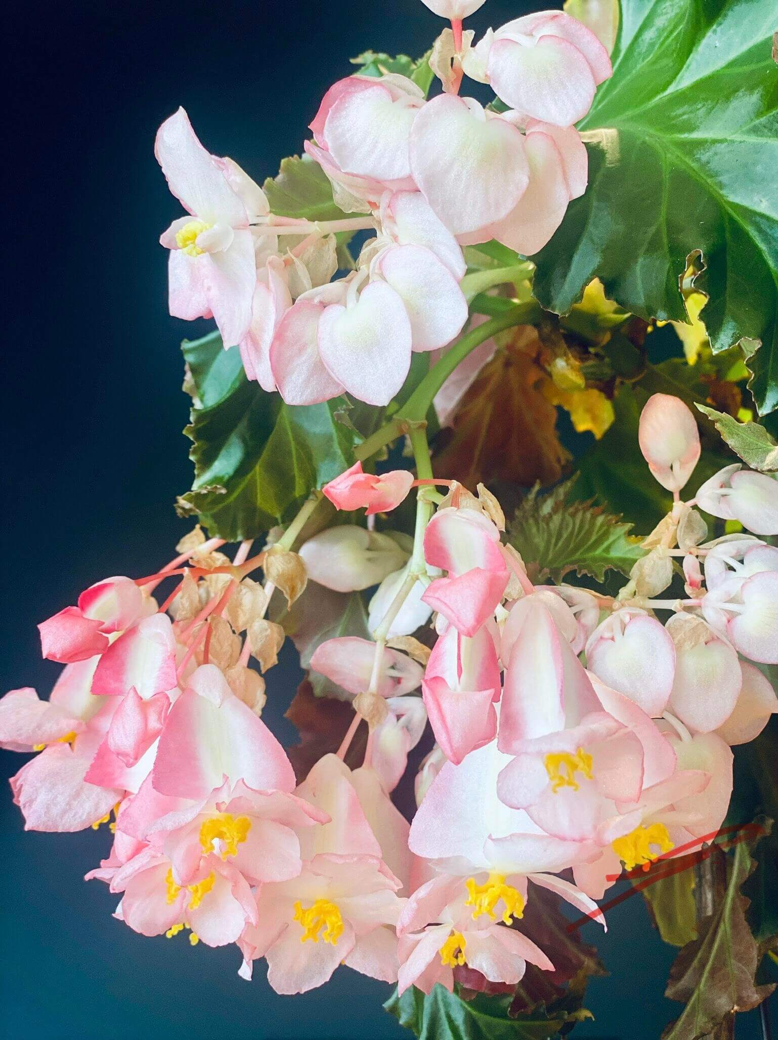 Begonia 'Irene Nuss' is a striking cane-type begonia cultivar known for its upright growth, large bronze-green leaves, and abundant clusters of pale pink, pendulous flowers. It was introduced in 1971 by Irene Nuss, a renowned hybridizer who significantly contributed to the development of the 'superba' cane group of begonias. This cultivar has earned the Royal Horticultural Society's Award of Garden Merit, recognizing its exceptional performance in gardens.